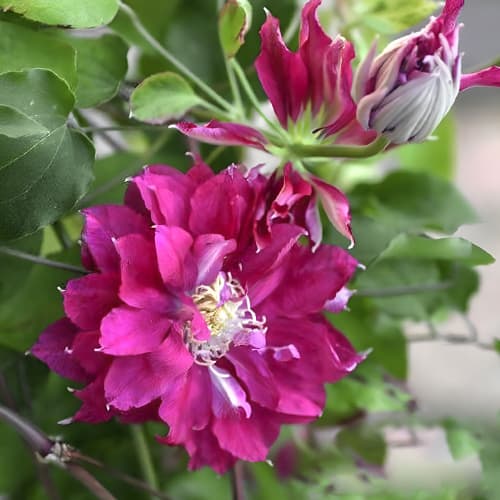 Clematis Akafuji, С2 obrázok 1 artikel 5462