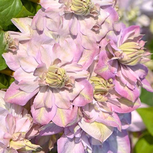 Clematis Anna's Choice, С2 artikel fotografia 1 Clematis Anna's Choice, С2 obrázok 1 artikel 5464