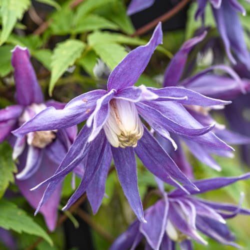 Clematis Blue Surprise, С2 obrázok 1 artikel 5468