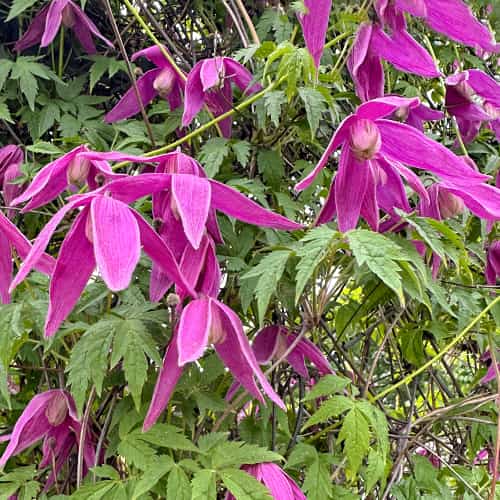 Clematis Constance, С2 obrázok 1 artikel 5470