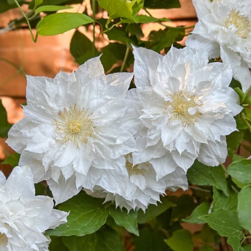 Clematis Isago, С2 obrázok 1 artikel 5480