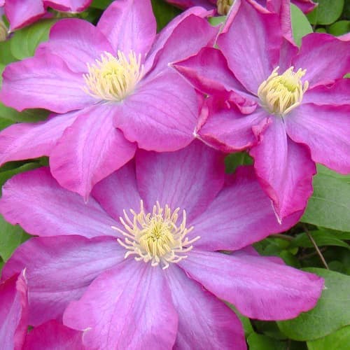 Clematis Kakio Pink Champagne, С2 obrázok 1 artikel 5481