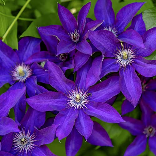 Clematis Lavender Beauty, С2 obrázok 1 artikel 5483