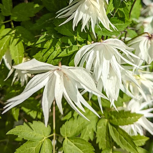 Clematis Lemon Dream, С2 obrázok 1 artikel 5484