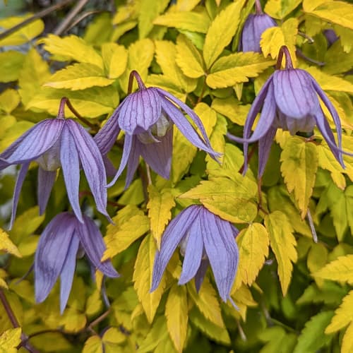 Clematis Luminous® Dusk, С2 obrázok 1 artikel 5485