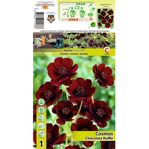 Cosmos Chocolate Ruffle artikel fotografia 1 Cosmos Chocolate Ruffle obrázok 1 artikel 70368