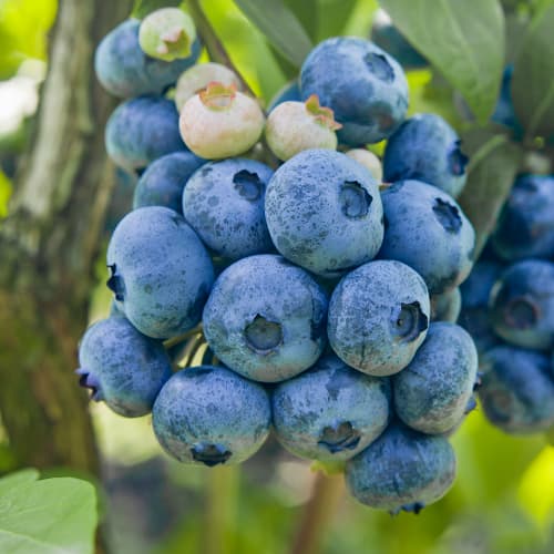 Čučoriedka Colibri, P9 obrázok 1 artikel 1579