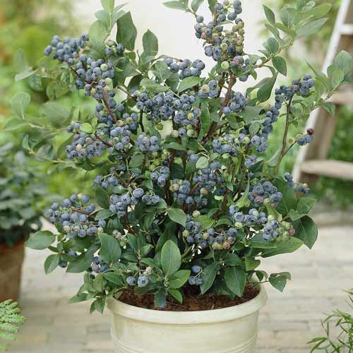 Čučoriedka Northland, С7 obrázok 1 artikel 7716