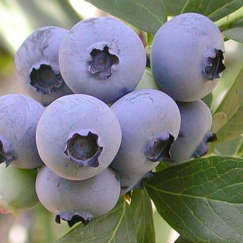 Čučoriedka Ozarkblue artikel fotografia 1 Čučoriedka Ozarkblue obrázok 1 artikel 4695