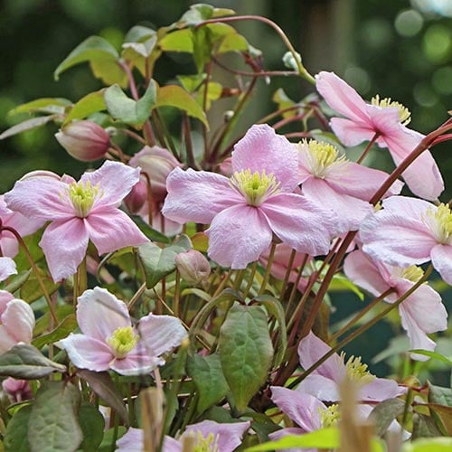 Plamienok Grandiflora obrázok 1 artikel 9052