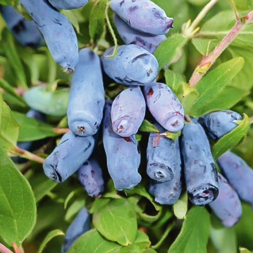 Zemolez kamčatský Kamczadałka artikel fotografia 1 Zemolez kamčatský Kamczadałka obrázok 1 artikel 9307
