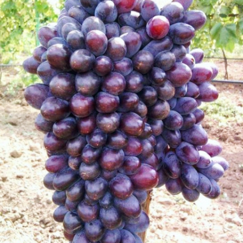 Hrozno Jupiter obrázok 1 artikel 6955