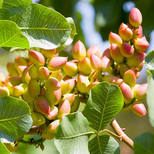 Pistácie Pontekes, С2 obrázok 1 artikel 6942