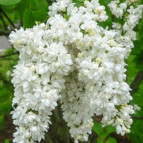 Orgován Miss Ellen Willmot artikel fotografia 1 Orgován Miss Ellen Willmot obrázok 1 artikel 9162