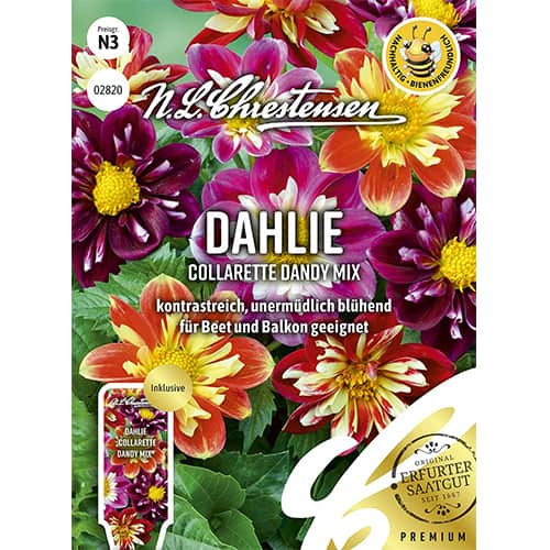 Dahlia Collarette Dandy, zmes obrázok 1 artikel 87806
