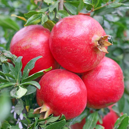 Granátovník Ako, С2 obrázok 2 artikel 7994