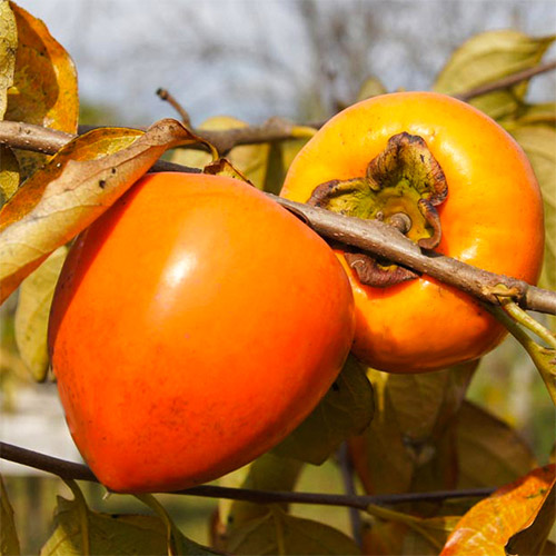 Ebenovník rajčiakový Jiro, С2 obrázok 1 artikel 7039