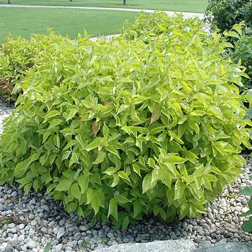 Derain biela Aurea obrázok 1 artikel 4748