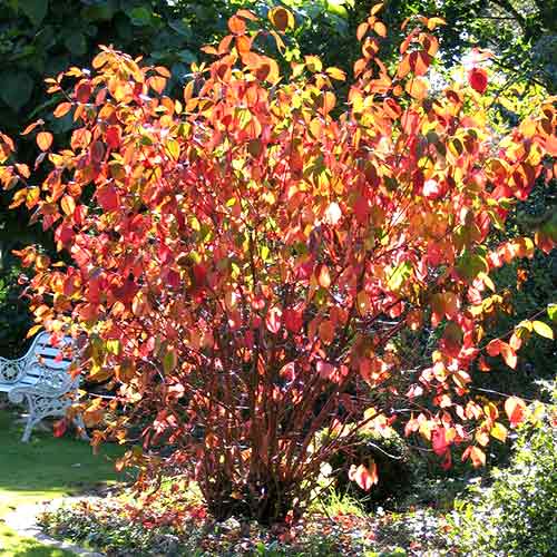 Derain biela Siberian pearls obrázok 1 artikel 4747