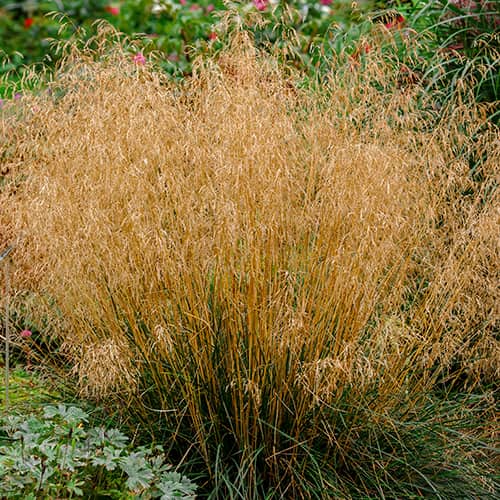 Deschampsia Caespitosa Northern Lights artikel fotografia 1 Deschampsia Caespitosa Northern Lights obrázok 1 artikel 5655