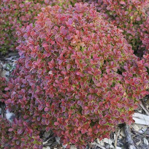 Dráč Thunberg Admiration PBR, C2 obrázok 1 artikel 8505