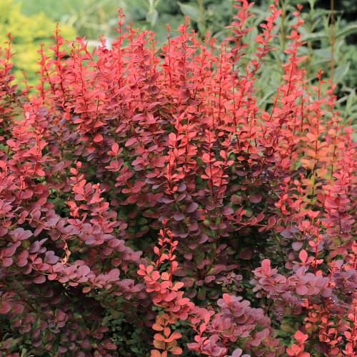 Dráč Thunberg Atropurpurea artikel fotografia 1 Dráč Thunberg Atropurpurea obrázok 1 artikel 5645