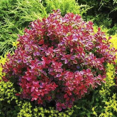 Dráč Thunberg Coral PBR, C2 obrázok 1 artikel 8506