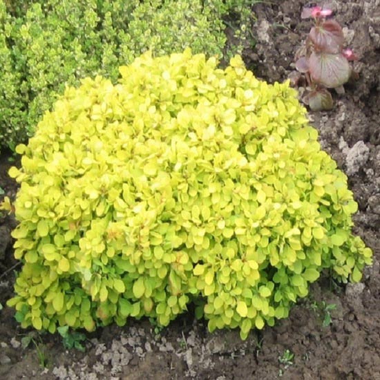 Dráč Thunberg Goldalita artikel fotografia 1 Dráč Thunberg Goldalita obrázok 1 artikel 9556