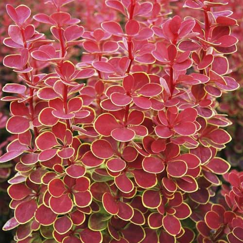 Dráč Thunberg Orange Sunrise PBR, C2 obrázok 1 artikel 8507