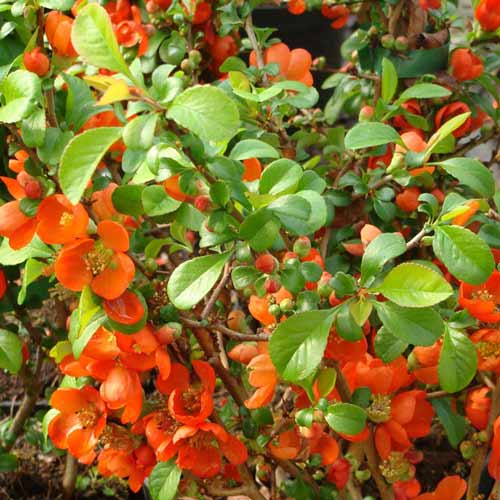 Dula japonska Clementine obrázok 1 artikel 9288