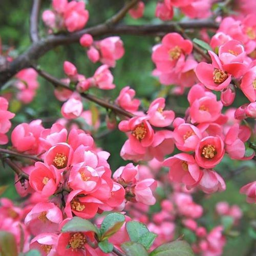 Dula japonska Pink Queen obrázok 1 artikel 9289