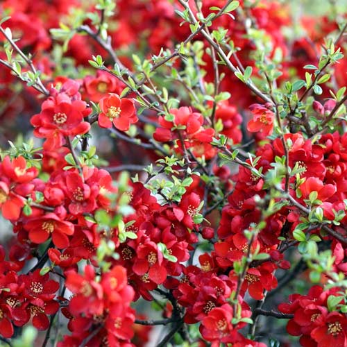 Dula japonska Sargentii, P9 obrázok 1 artikel 1576