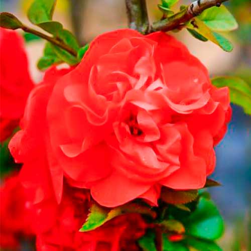 Dule japonská Orange Storm obrázok 1 artikel 5591