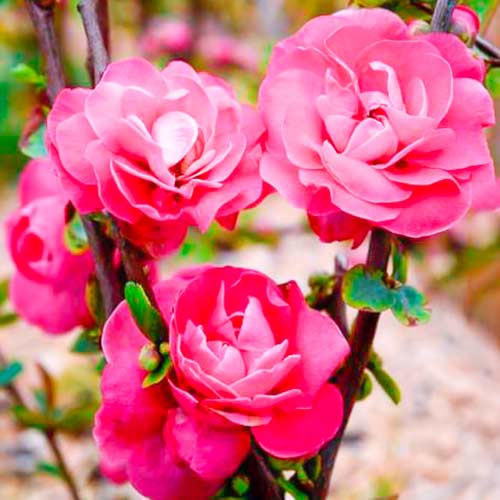 Dule japonská Pink Storm obrázok 1 artikel 5592