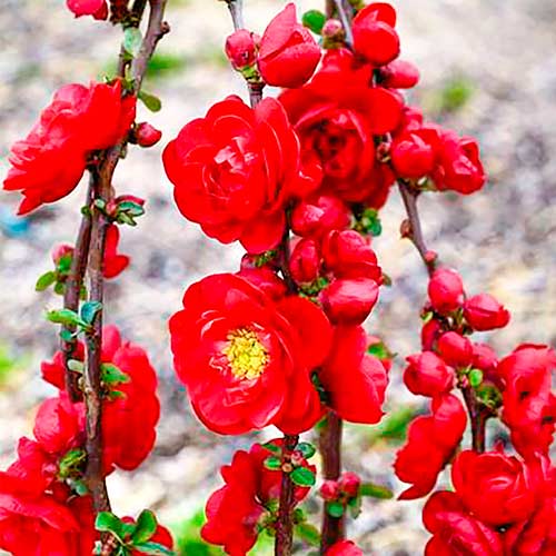 Dule japonská Scarlet Storm obrázok 1 artikel 5593