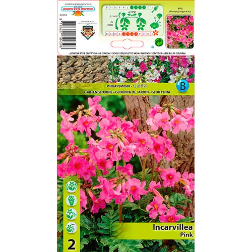 Dvojostice Delavayi Pink obrázok 1 artikel 76280