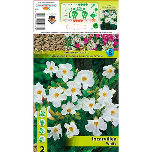 Dvojostice Delavayi White obrázok 1 artikel 76281