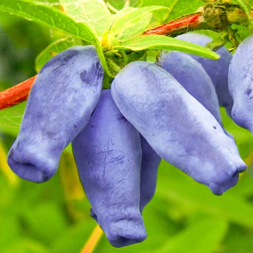 Zemolez kamčatský Zojka obrázok 1 artikel 9329