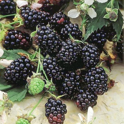 Černica Evergreen obrázok 1 artikel 7048