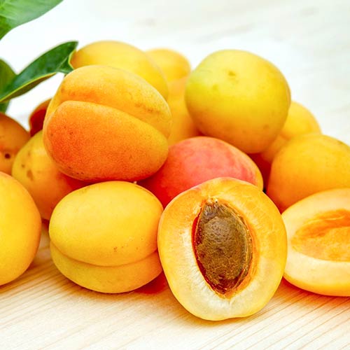 Marhuľa Epidaurus obrázok 1 artikel 4275