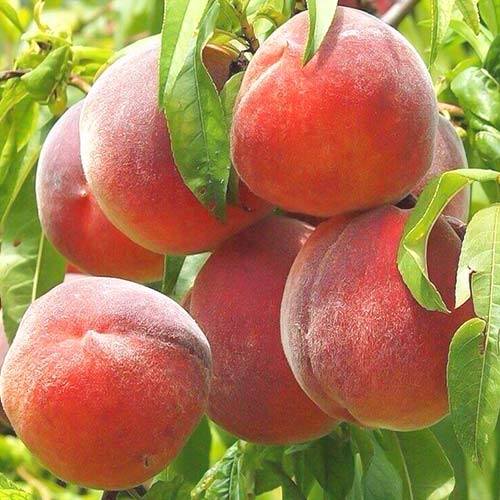 Broskyňa Royal Summer, С2 obrázok 1 artikel 6940