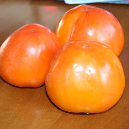 Ebenovník rajčiakový Hana Fuyu artikel fotografia 1 Ebenovník rajčiakový Hana Fuyu obrázok 1 artikel 4862