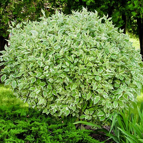 Derain biela Elegantissima obrázok 2 artikel 9569