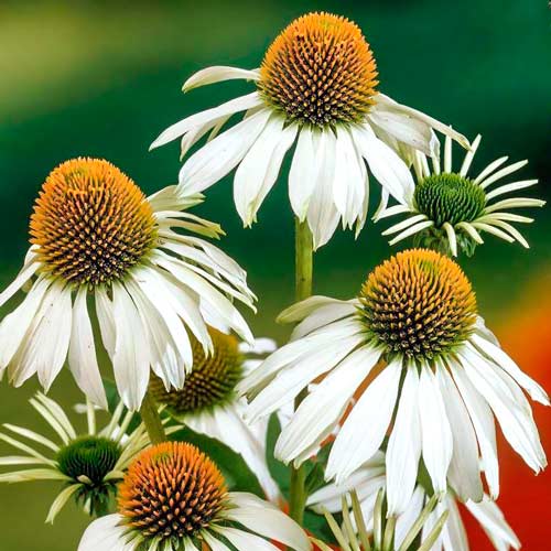 Echinacea Alba obrázok 1 artikel 70476