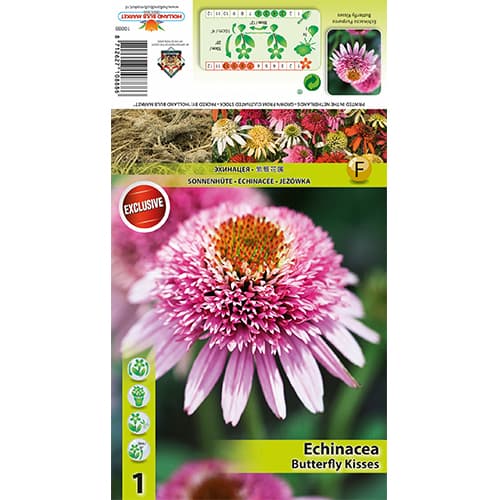 Echinacea Butterfly Kisses artikel fotografia 1 Echinacea Butterfly Kisses obrázok 1 artikel 77833