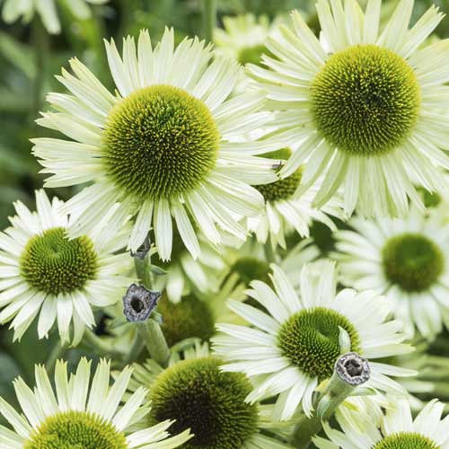 Echinacea Green Jewel, C3 obrázok 1 artikel 8527