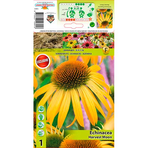Echinacea Harvest Moon artikel fotografia 1 Echinacea Harvest Moon obrázok 1 artikel 76626