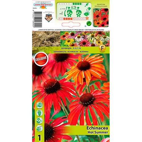 Echinacea Hot Summer obrázok 1 artikel 76627