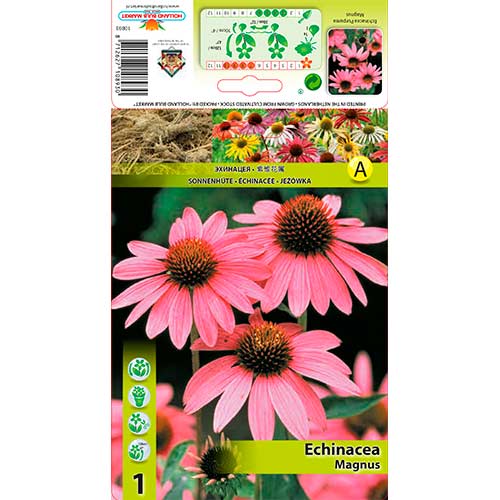 Echinacea Magnus obrázok 1 artikel 76625