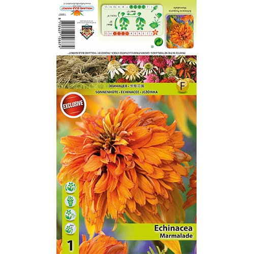 Echinacea Marmalade obrázok 1 artikel 77832